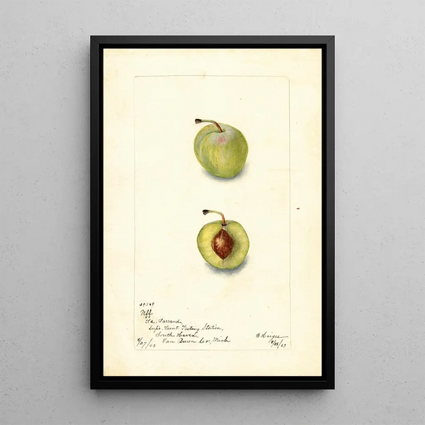 Prunus domestica Uff - Bertha Heiges — cuadro enmarcado en la pared