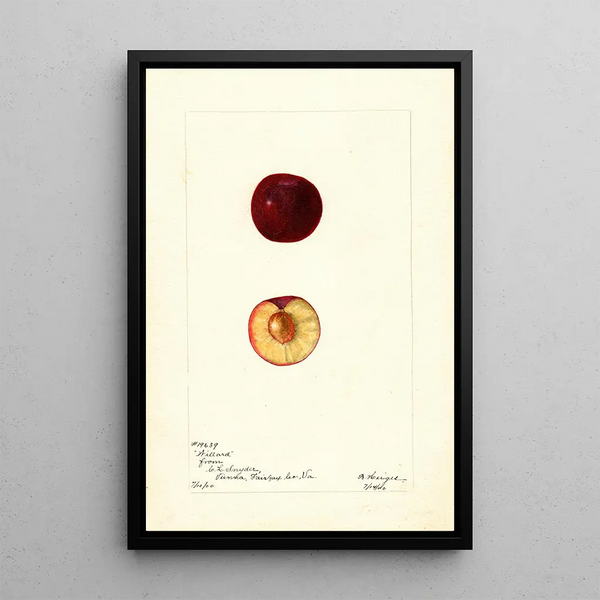 Prunus domestica Willard - Bertha Heiges — cuadro enmarcado en la pared