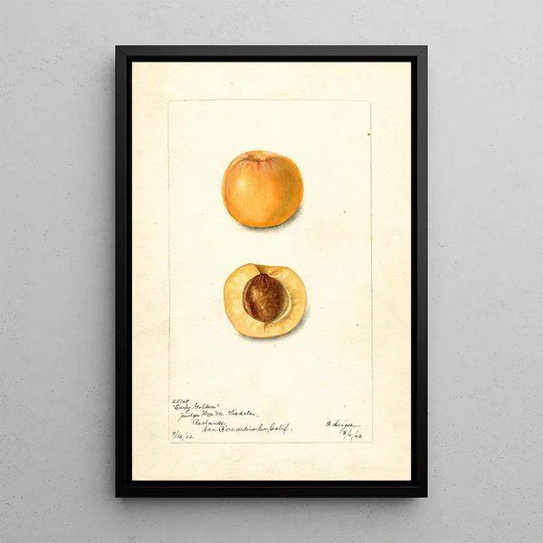 Prunus mume Early Golden - Bertha Heiges — cuadro enmarcado en la pared