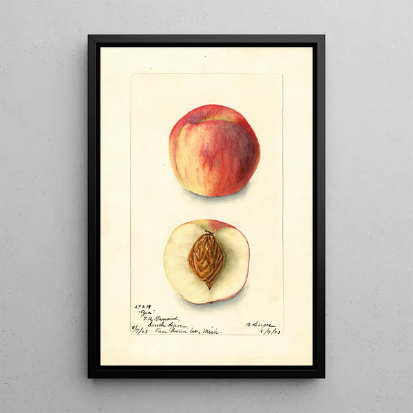 Prunus persica Zea - Bertha Heiges — cuadro enmarcado en la pared