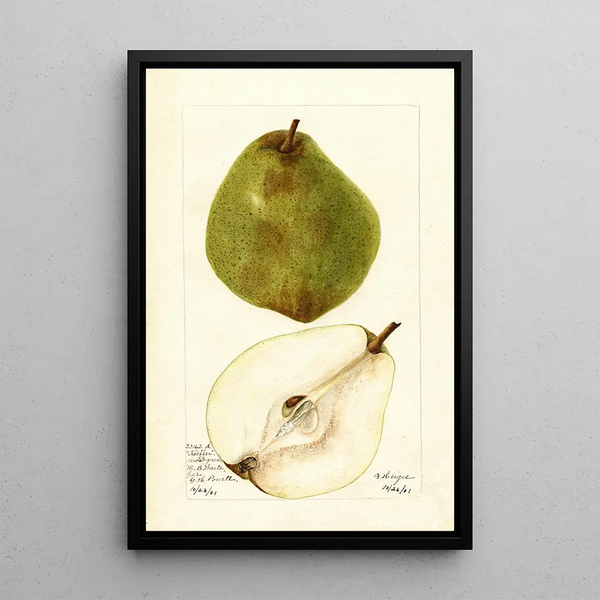 Pyrus communis Kieffer Most Green - Bertha Heiges — cuadro enmarcado en la pared