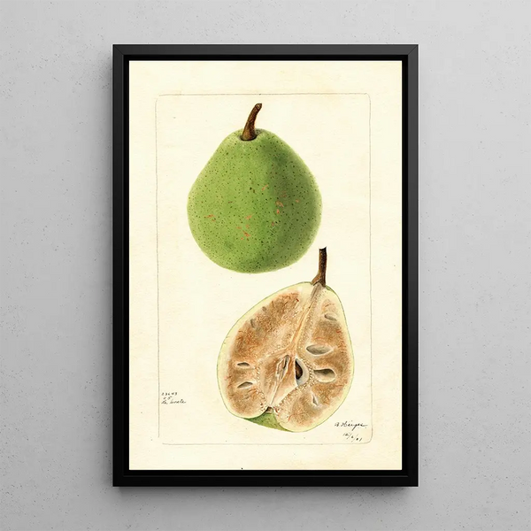 Pyrus communis Le Conte - Bertha Heiges — cuadro enmarcado en la pared