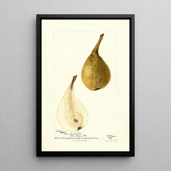 Pyrus communis Lyerly - Bertha Heiges — cuadro enmarcado en la pared