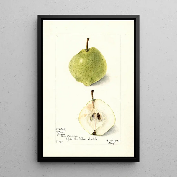 Pyrus communis Wiest - Bertha Heiges — cuadro enmarcado en la pared