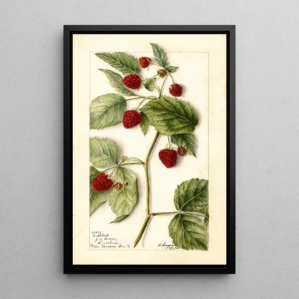 Rubus Cuthbert - Bertha Heiges — cuadro enmarcado en la pared