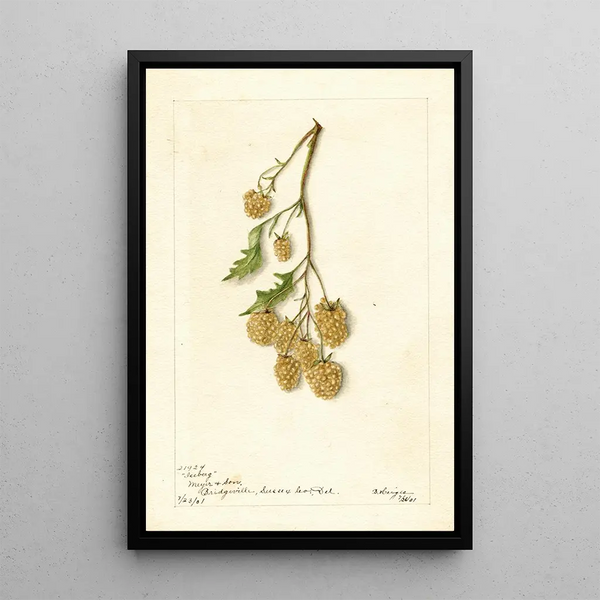 Rubus Iceberg - Bertha Heiges — cuadro enmarcado en la pared