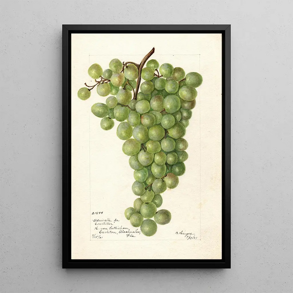 Vitis Admirable de Courtiller - Bertha Heiges — cuadro enmarcado en la pared