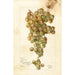 Vitis Palomino - Bertha Heiges — vista de la obra