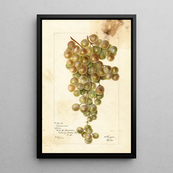 Vitis Palomino - Bertha Heiges — cuadro enmarcado en la pared
