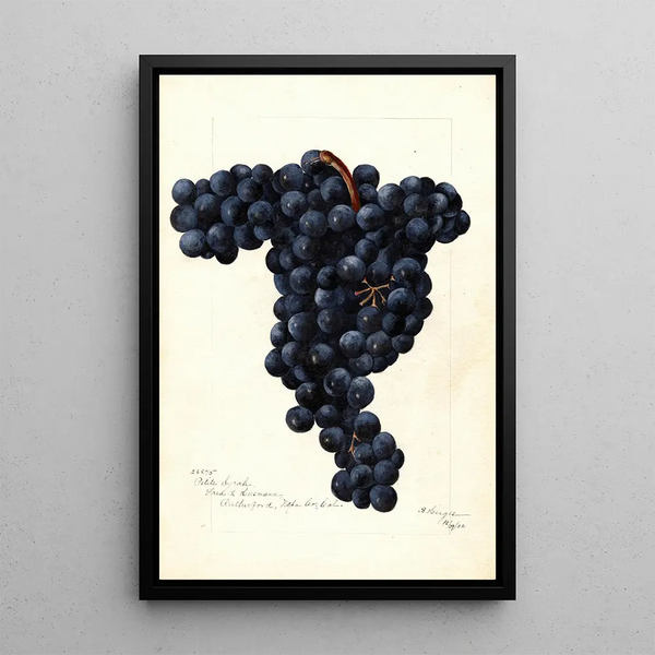 Vitis Petite Syrah - Bertha Heiges — cuadro enmarcado en la pared
