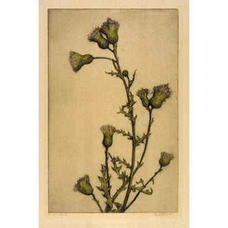 Bertha Jaques - Canada Thistle.webp