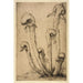 Darlingtonia - Bertha Jaques — artwork view