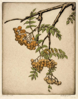 Bertha Jaques - Mountain Ash.webp