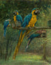 Aras azules y amarillas - Berthe Art — vista de la obra
