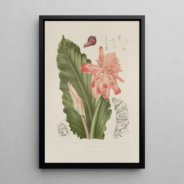 Berthe Hoola van Nooten - Fleurs fruits et feuillages choisis de lille de Java Pl06.webp