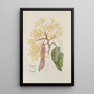 Berthe Hoola van Nooten - Fleurs fruits et feuillages choisis de lille de Java Pl10.webp