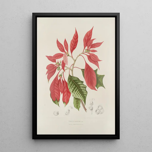 Berthe Hoola van Nooten - Fleurs fruits et feuillages choisis de lille de Java Pl17.webp