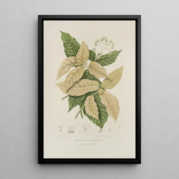 Berthe Hoola van Nooten - Fleurs fruits et feuillages choisis de lille de Java Pl21.webp
