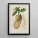 Reproduction of the painting Flowers, fruits and foliage from the island of Java Pl26 - Berthe Hoola van Nooten