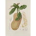Reproduction of the painting Flowers, fruits and foliage from the island of Java Pl26 - Berthe Hoola van Nooten