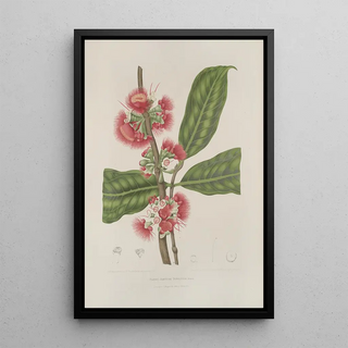 Berthe Hoola van Nooten - Fleurs fruits et feuillages choisis de lille de Java Pl29.webp