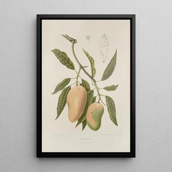 Java Island Flowers, Fruits, and Foliage Selected Painting Pl31 - Berthe Hoola van Nooten — framed artwork on a wall