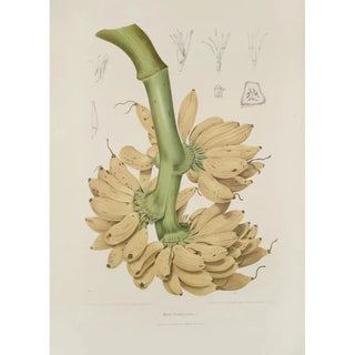 Berthe Hoola van Nooten - Fleurs fruits et feuillages choisis de lille de Java Pl34.webp