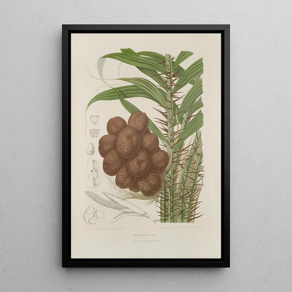 Flowers, fruits and foliage from the island of Java Pl38 - Berthe Hoola van Nooten — framed artwork on a wall