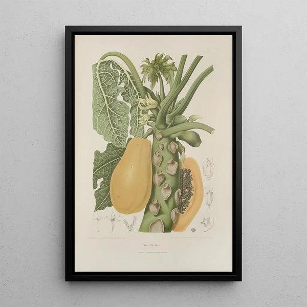 Java Island Flowers, Fruits, and Foliage Selected Painting Pl40 - Berthe Hoola van Nooten — framed artwork on a wall