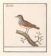 Blauwborst Luscinia svecica - Anselmus Botius de Boodt — vista de la obra