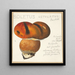 Boletus ustulatus Paulet 3 - Hans Walty — cuadro enmarcado en la pared