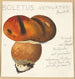Boletus ustulatus Paulet 3 - Hans Walty — vista de la obra
