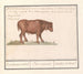 bovino brasileño Bos taurus bresilaensen os Ezel Taurasinus taurane del Brasil - Anselmus Botius de Boodt — vista de la obra