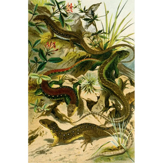 Bruno Drigen - Lacerta agilis var erythromotus Lac muralis.webp