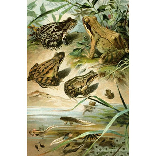 Bruno Drigen - Pelobates fuscus Rana agilis Rana arvalis Rana muta.webp