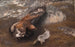 Águila y liebre - Bruno Liljefors — vista de la obra