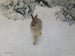 Hare in Winter - Bruno Liljefors — artwork view