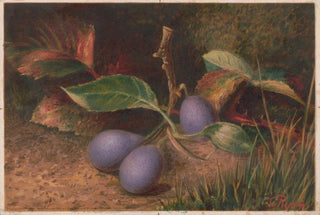 C Ryan - Grapes.webp