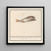 Bacalao Gadus morhua, Cabbilliauw, Capellamis, Cabbilliau - Anselmus Botius de Boodt — cuadro enmarcado en la pared
