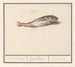 Bacalao Gadus morhua, Cabbilliauw, Capellamis, Cabbilliau - Anselmus Botius de Boodt — vista de la obra