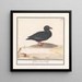 Black Duck Melanitta nigra - Anselmus Botius de Boodt — framed artwork on a wall