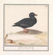 Black Duck Melanitta nigra - Anselmus Botius de Boodt — artwork view
