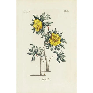 Carington Bowles - Aconite.webp