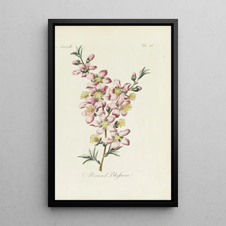 Carington Bowles - Almond blossom.webp
