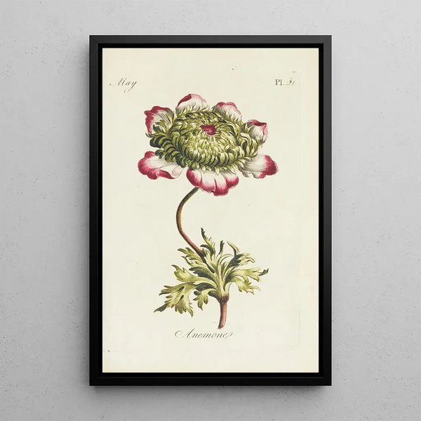 Carington Bowles - Anemone.webp
