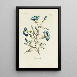 Carington Bowles - Convolvulus.webp