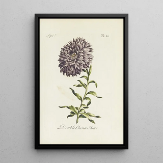 Carington Bowles - Double China Aster.webp