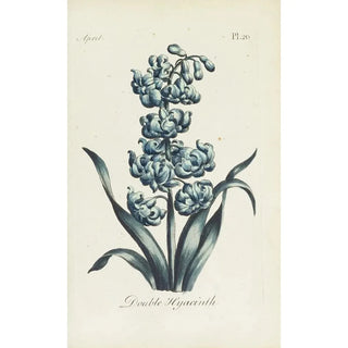 Carington Bowles - Double Hyacinth.webp