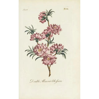 Carington Bowles - Double almond blossom.webp