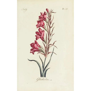 Carington Bowles - Gladiolus.webp